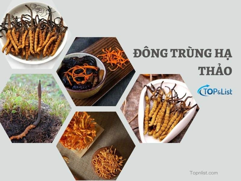 Đông Trùng Hạ Thảo: Khái Niệm, Công Dụng, Cách Sử Dụng